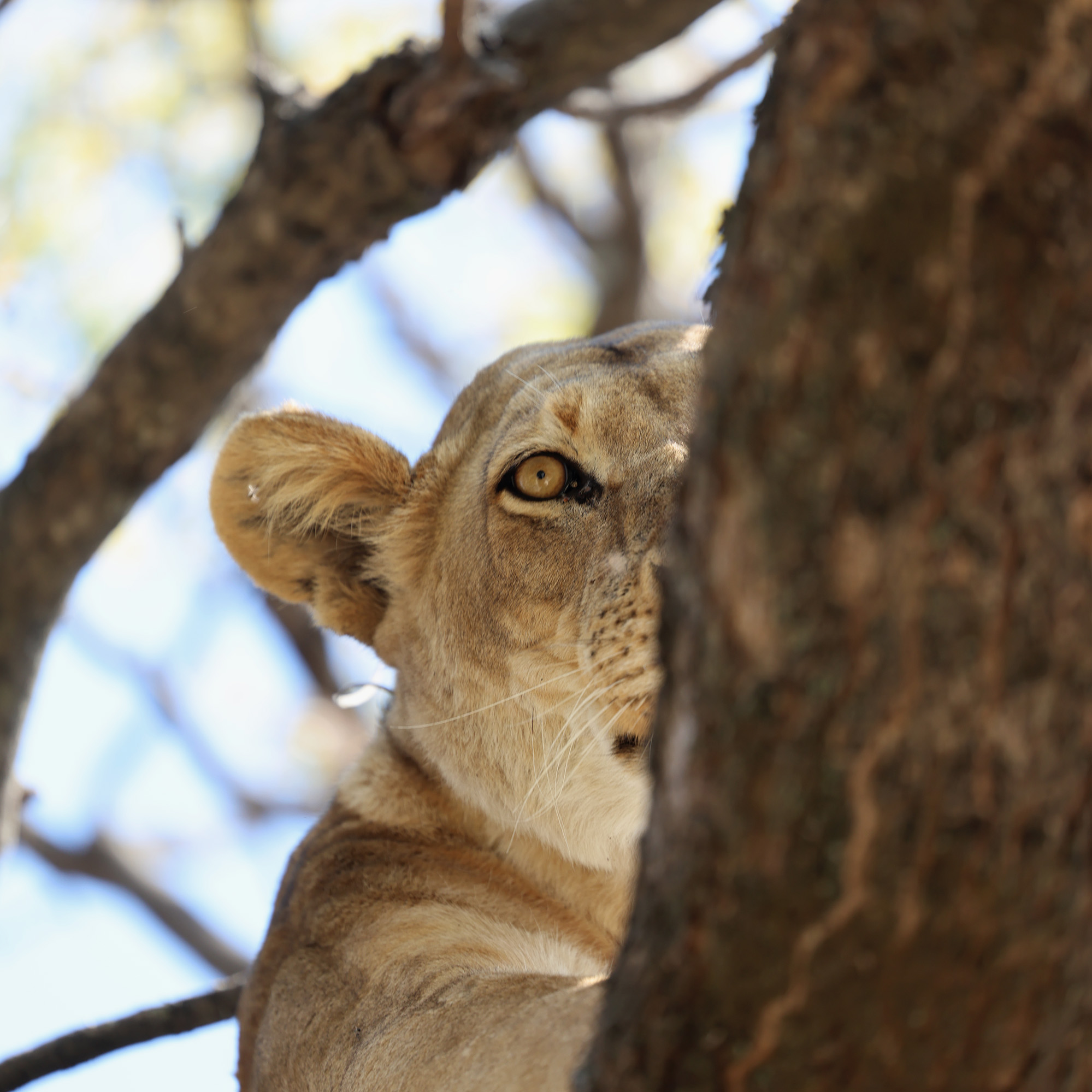 Yes, the Lion Is Still King: Why Going on Safari Remains Essential
